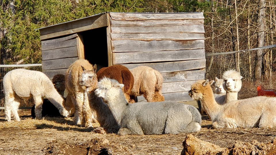 Discover Alpaca Farms Near Jersey City JC Families