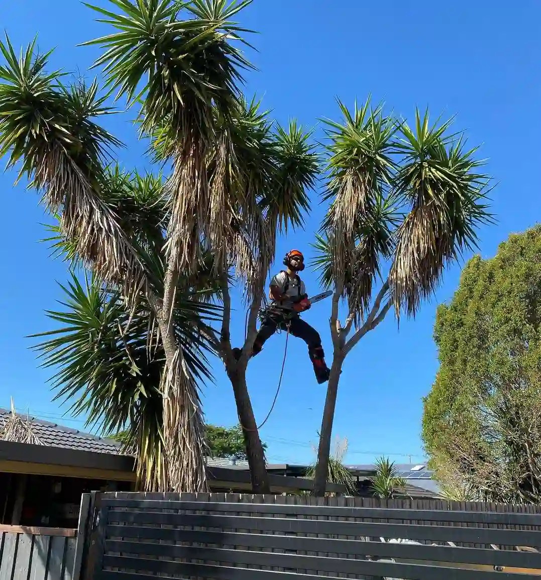 Tree Removal Logan Brisbane JCL Tree Services