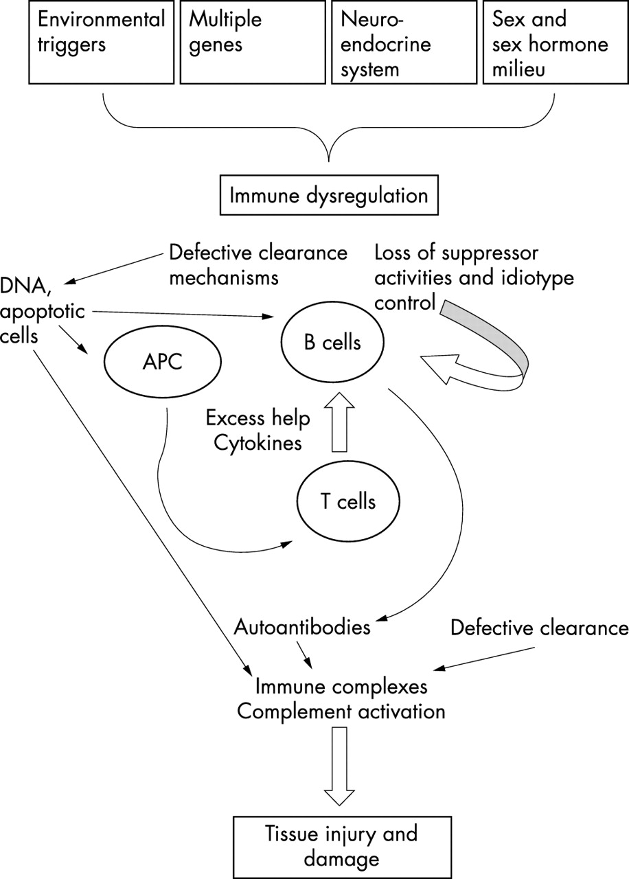 Pathogenesis of systemic lupus erythematosus Journal of Clinical
