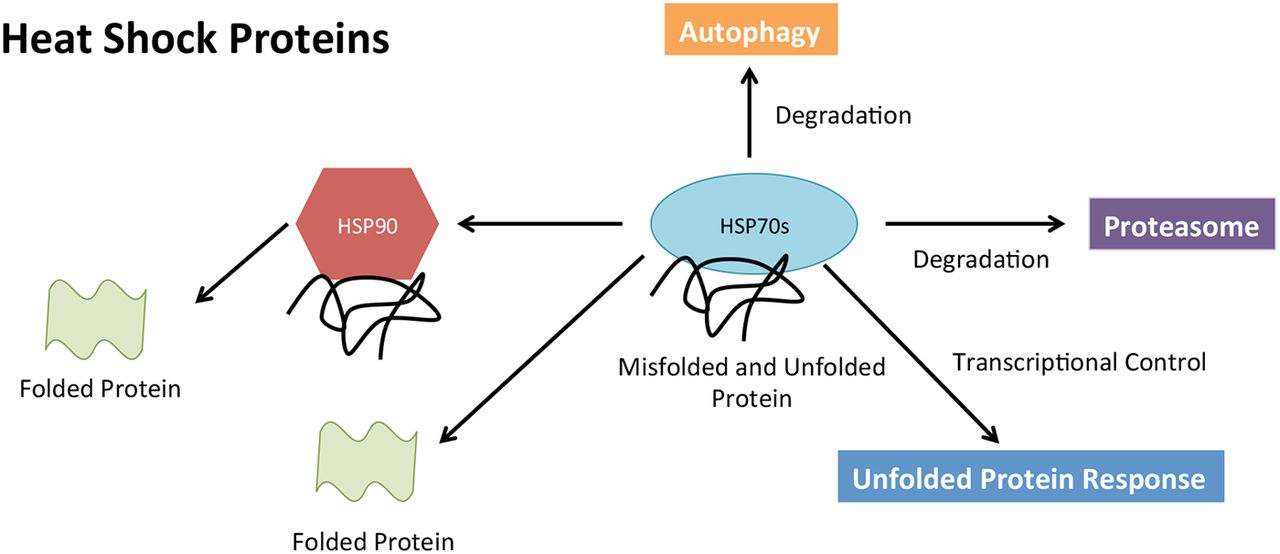 Molecular mechanisms in multiple myeloma drug resistance Journal of