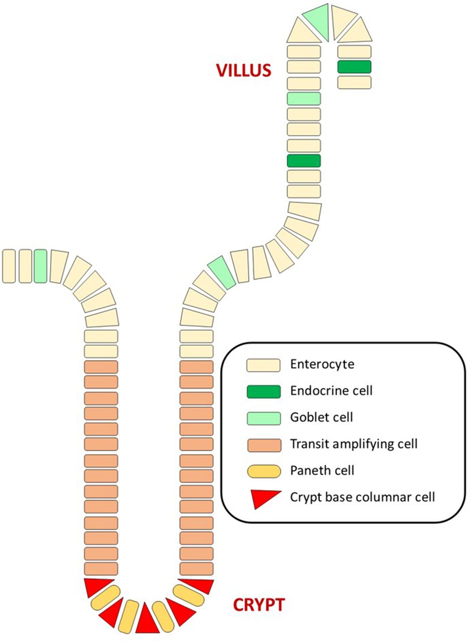Cancer stem cells in colorectal cancer a review Journal of Clinical