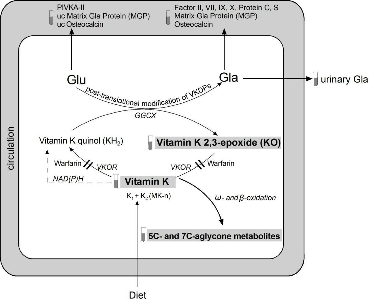 Laboratory assessment of vitamin K status Journal of Clinical Pathology