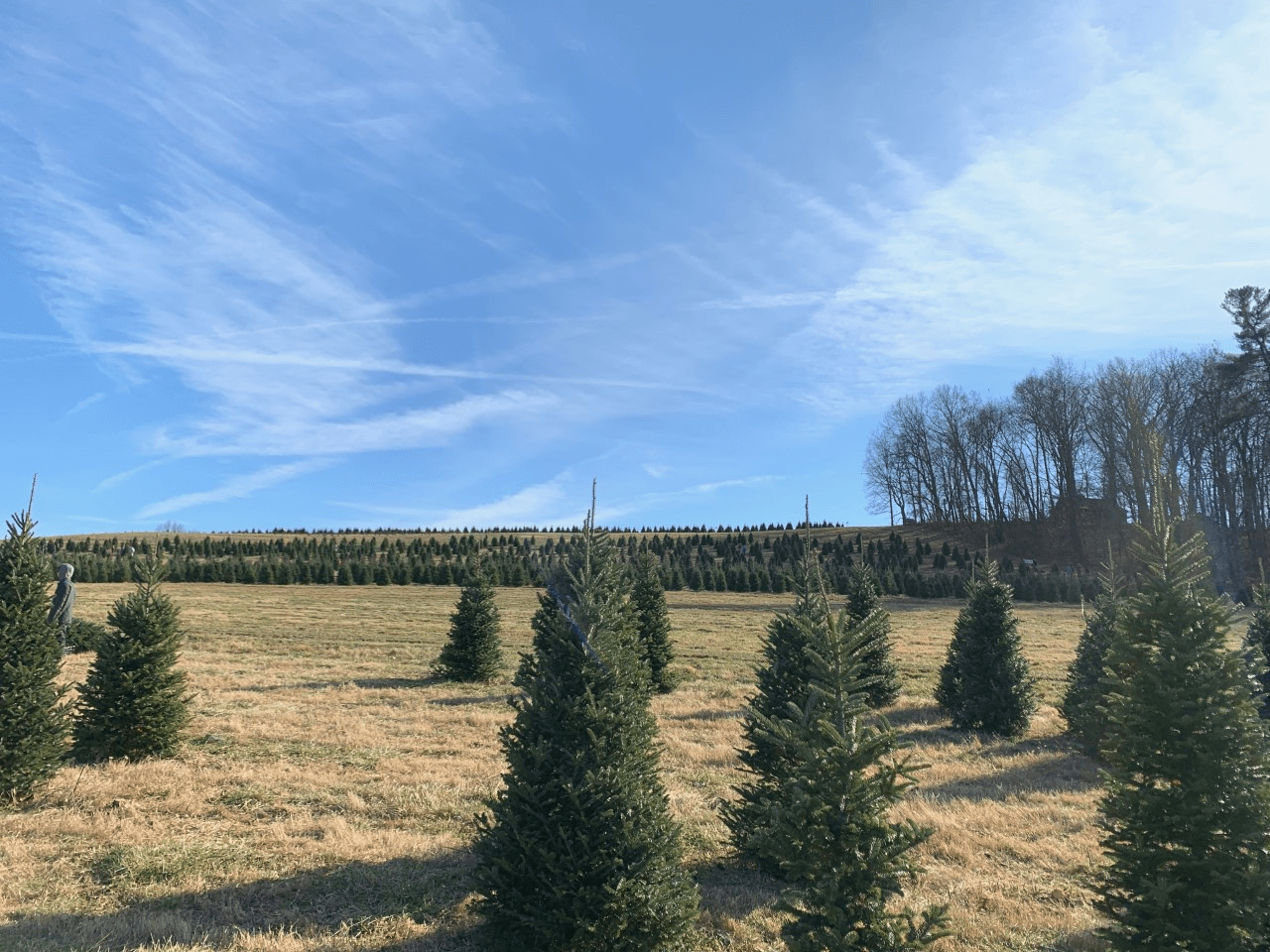 Jarrettsville Nurseries provides the perfect Christmas tree picking