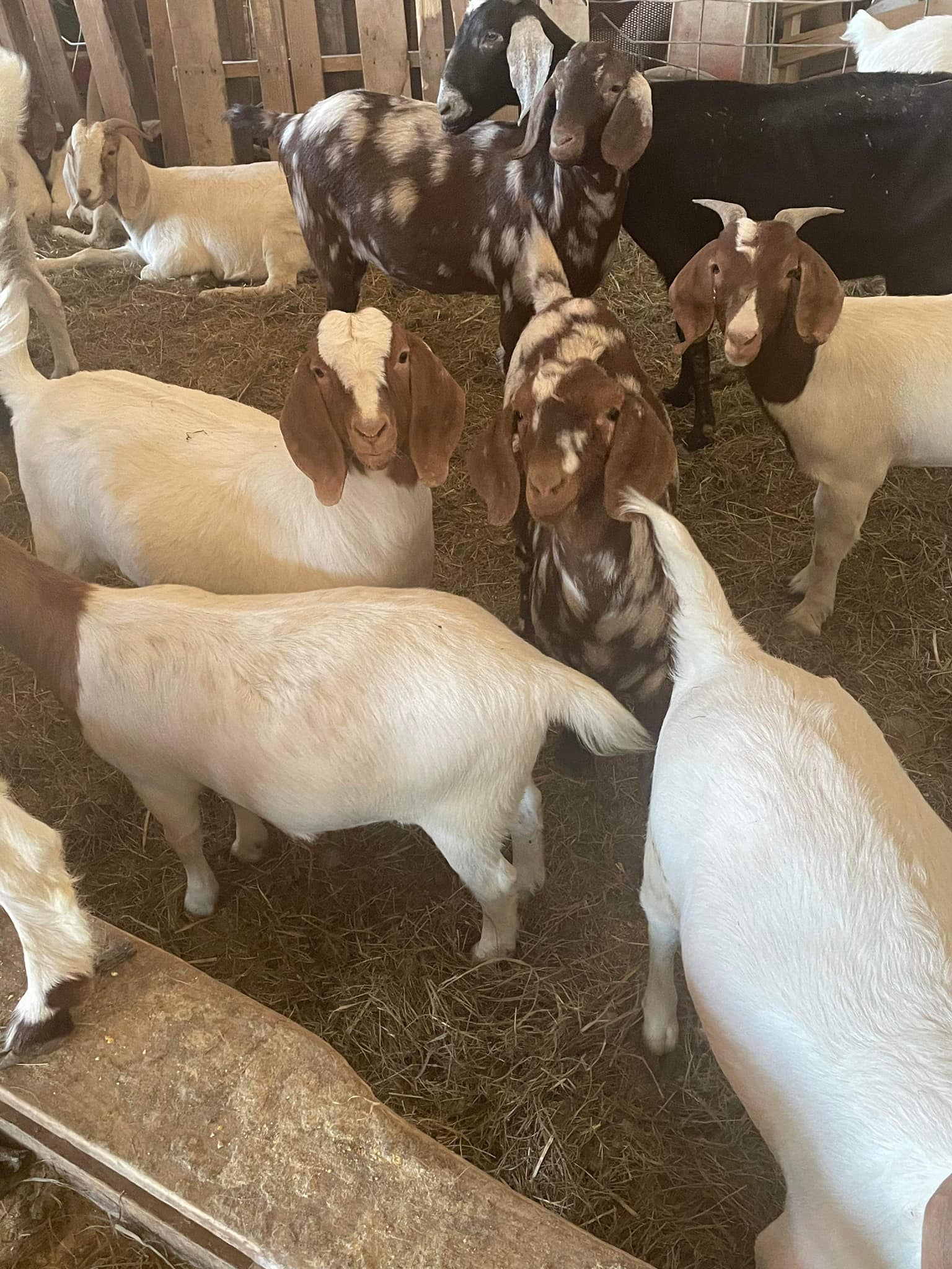 JCRLM Jackson County Regional Livestock Market