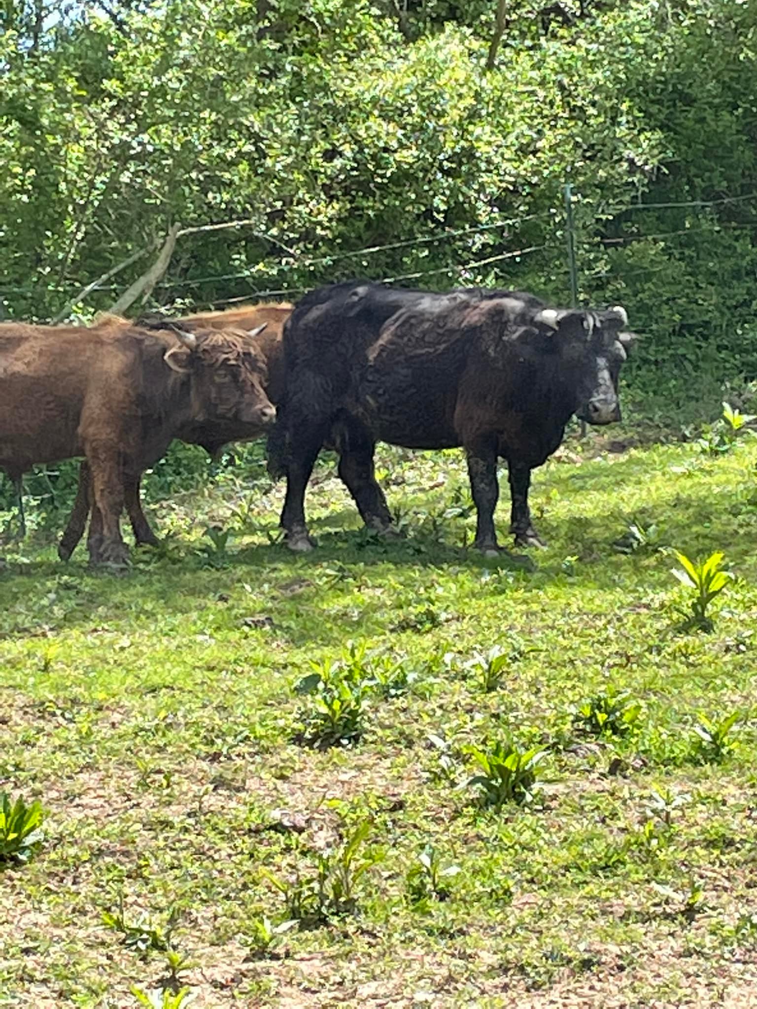 JCRLM Jackson County Regional Livestock Market