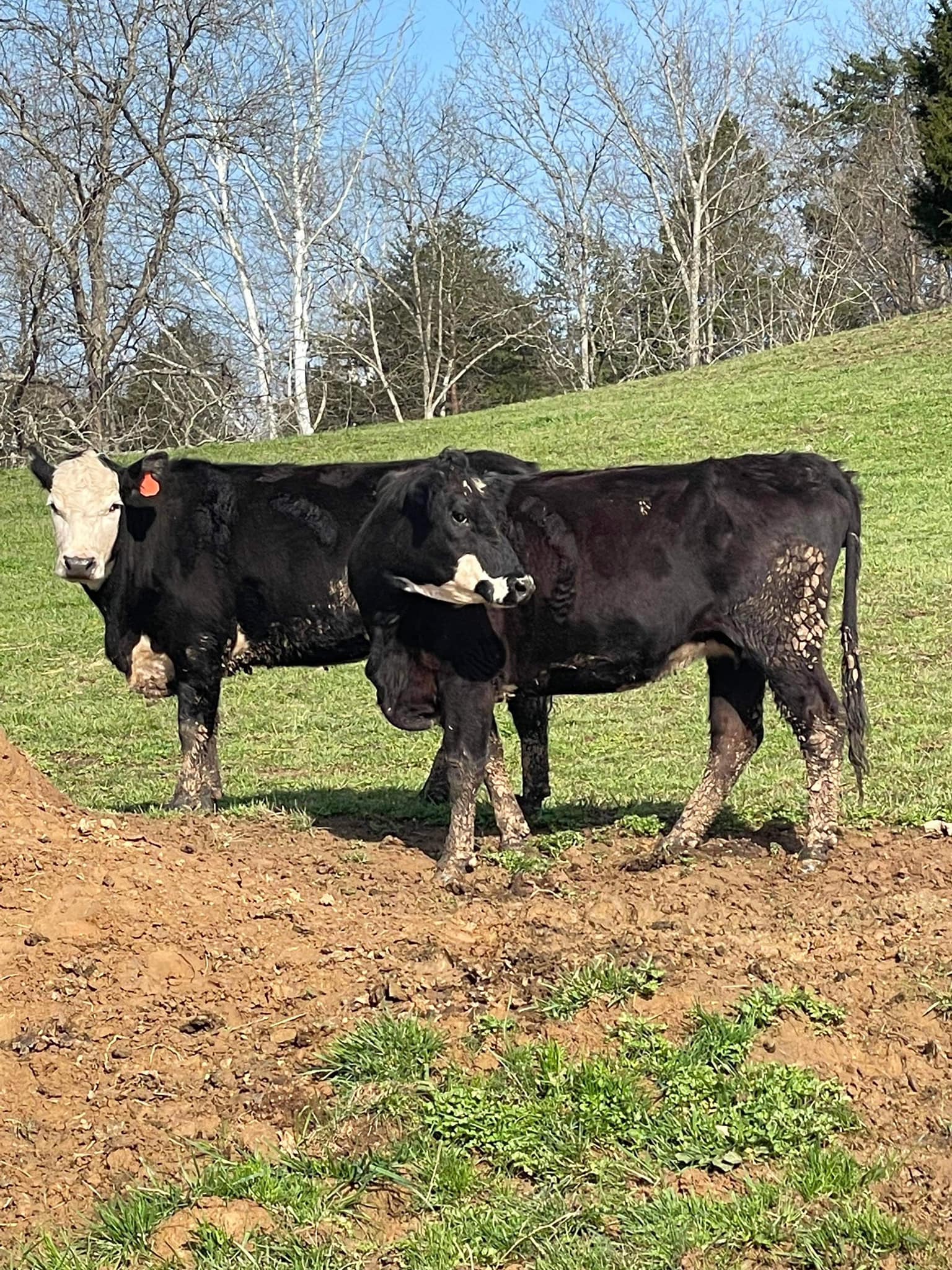 JCRLM Jackson County Regional Livestock Market