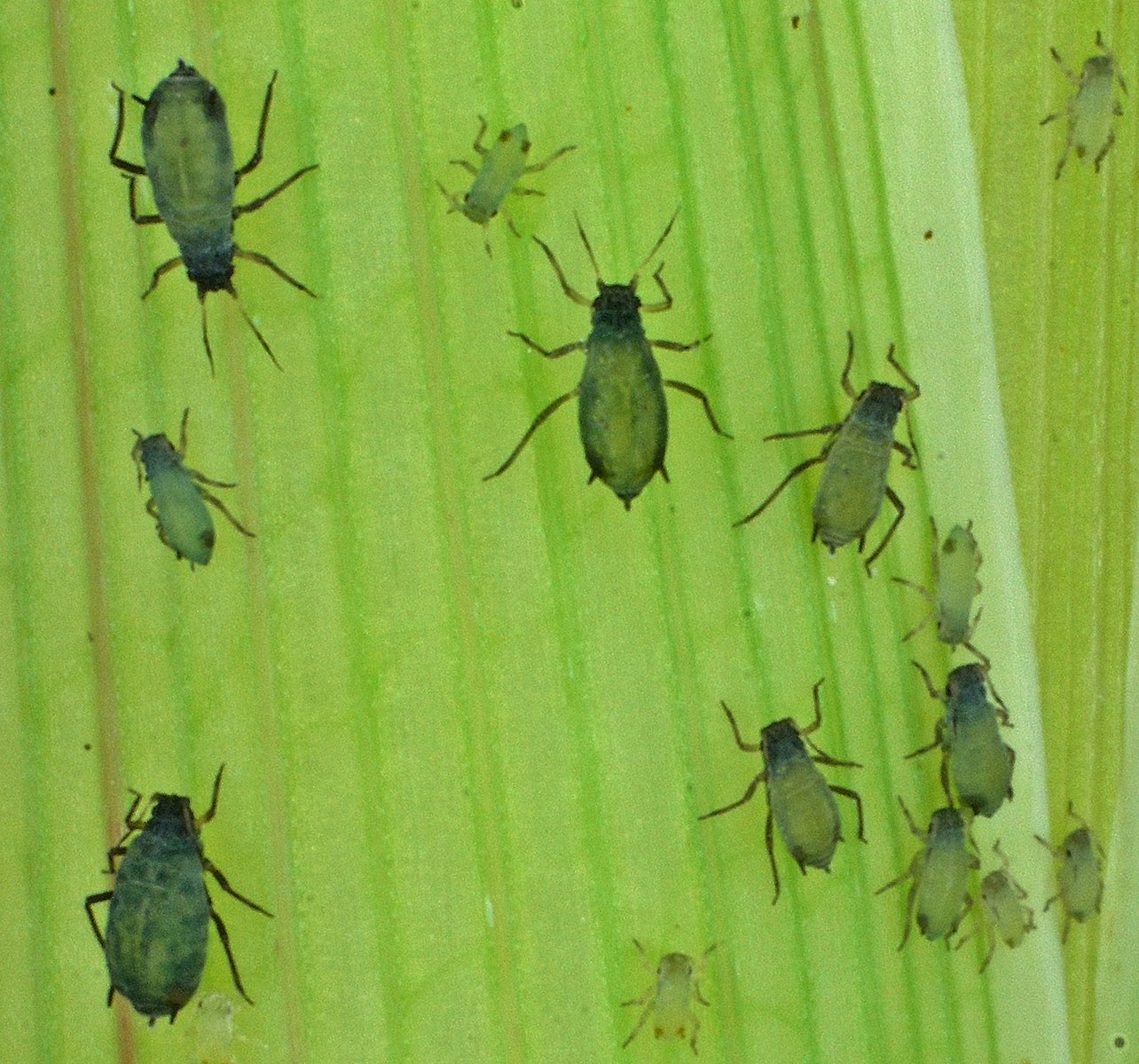 The Top 7 Signs of Aphid Infestations JC Tree Care