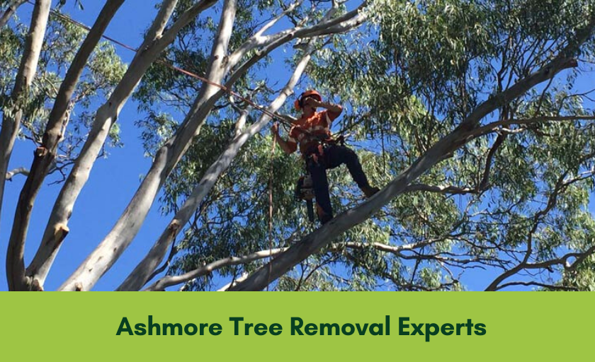 Tree Services in Ashmore, Gold Coast