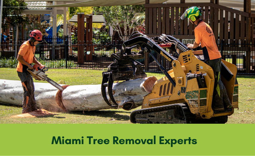 JC Tree Services in Miami, Gold Coast. Tree Removal Experts!
