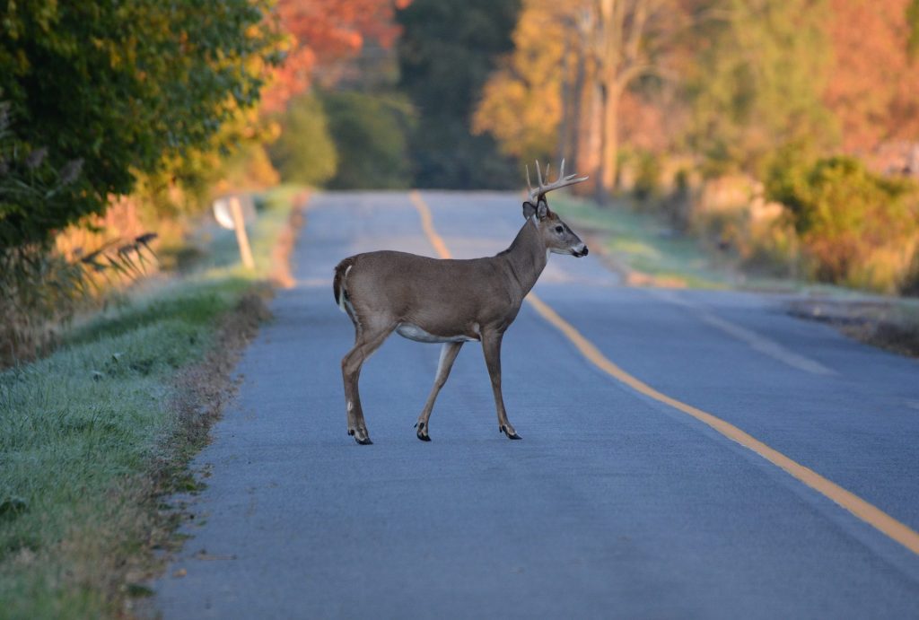 Deer Collisions in Alberta Prevention And What To Do If It Happens