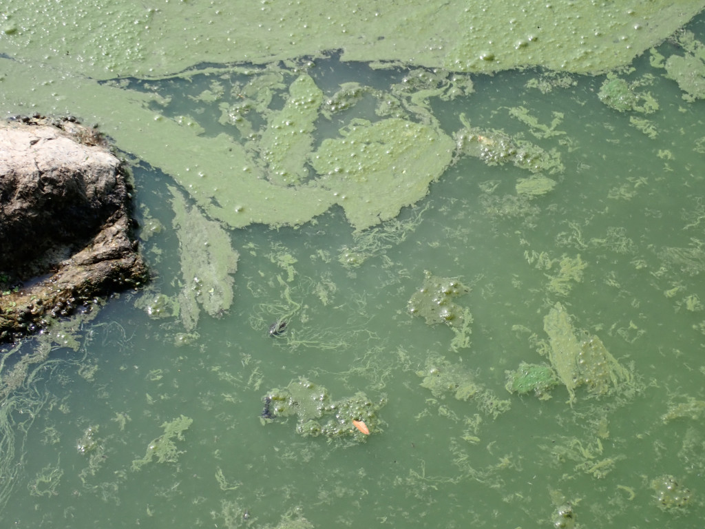 Blue Marsh Lake Geo778