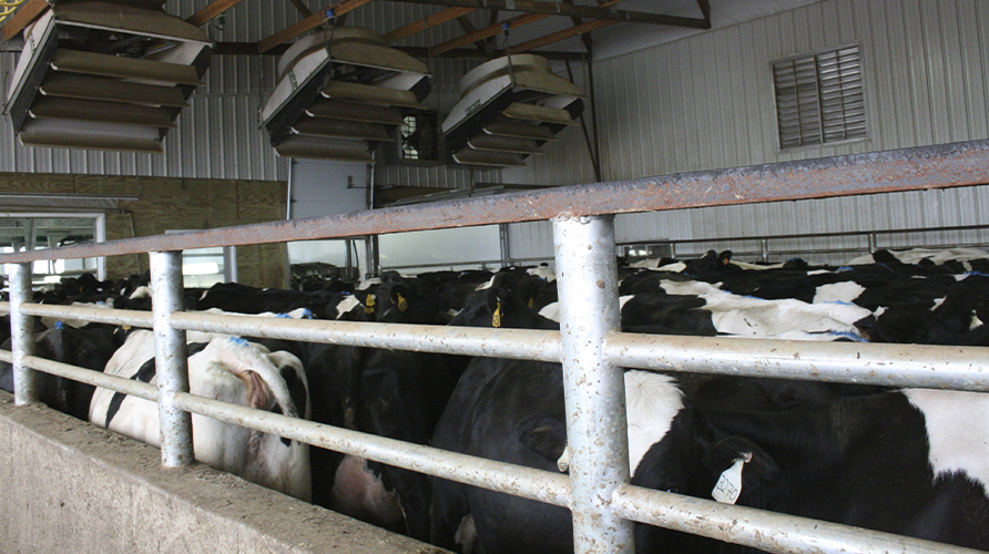 Proper Holding Pen Management The Most Stressful Area of the Dairy