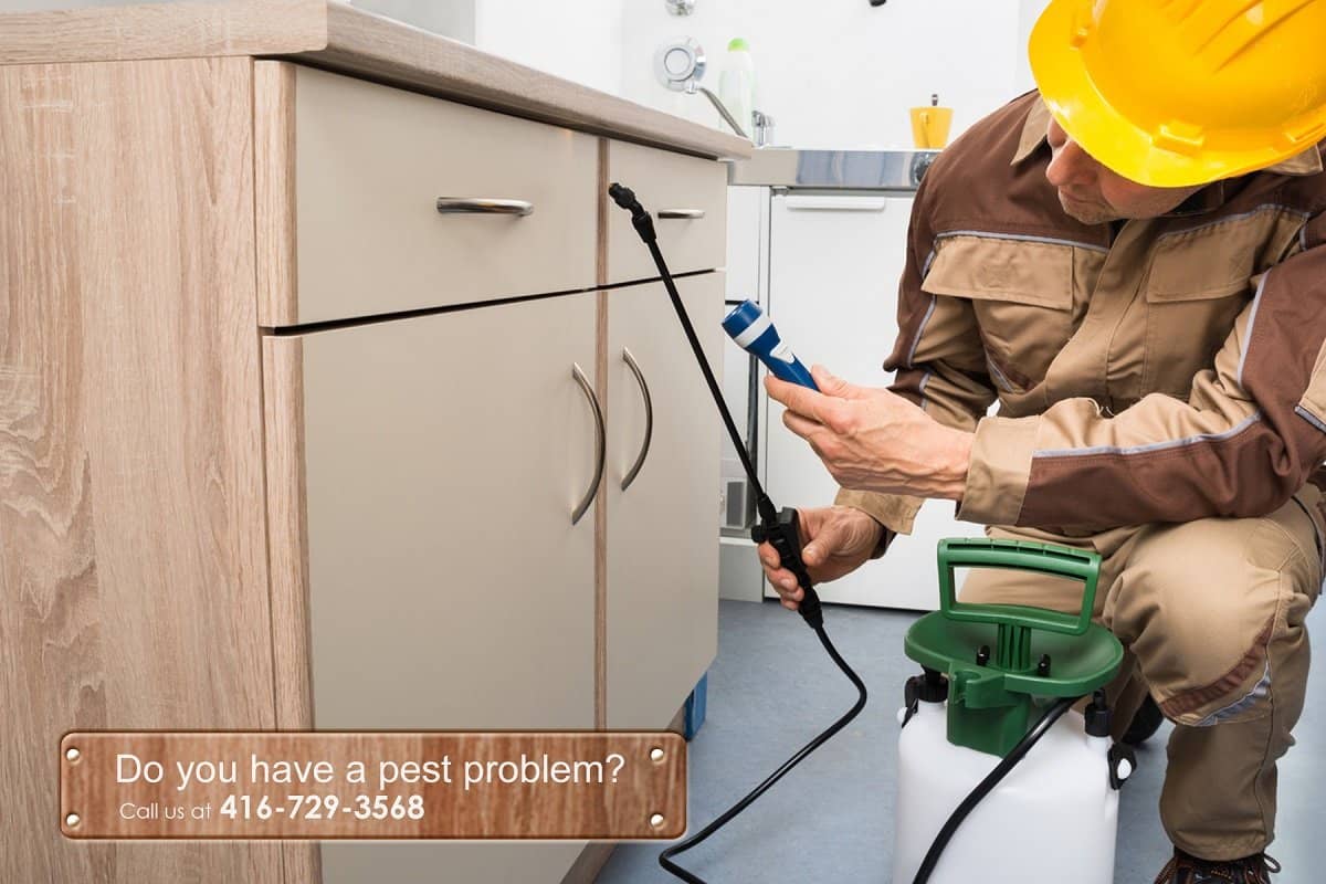 Pest Control in Bradford, Vaughan & Newmarket JDM Pest Control