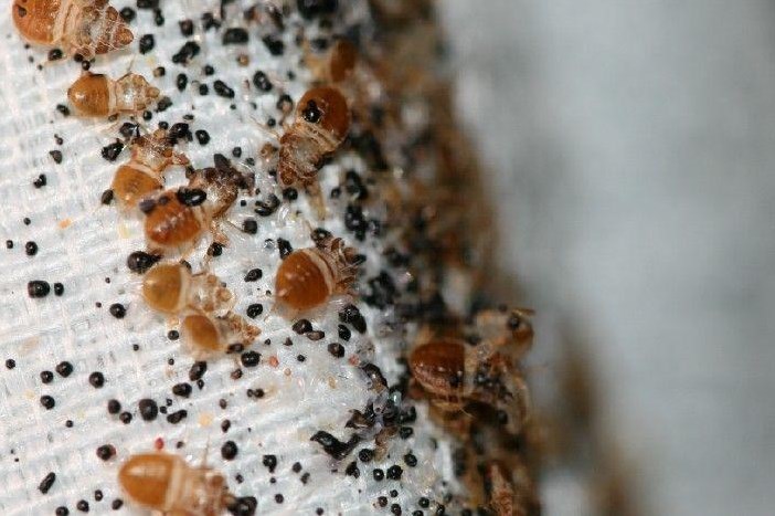 All You Ever Needed To Know About Bed Bugs And Howto Get Rid Of Them