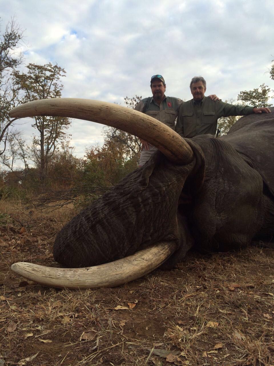 Elephant safari trophy JD African Safaris