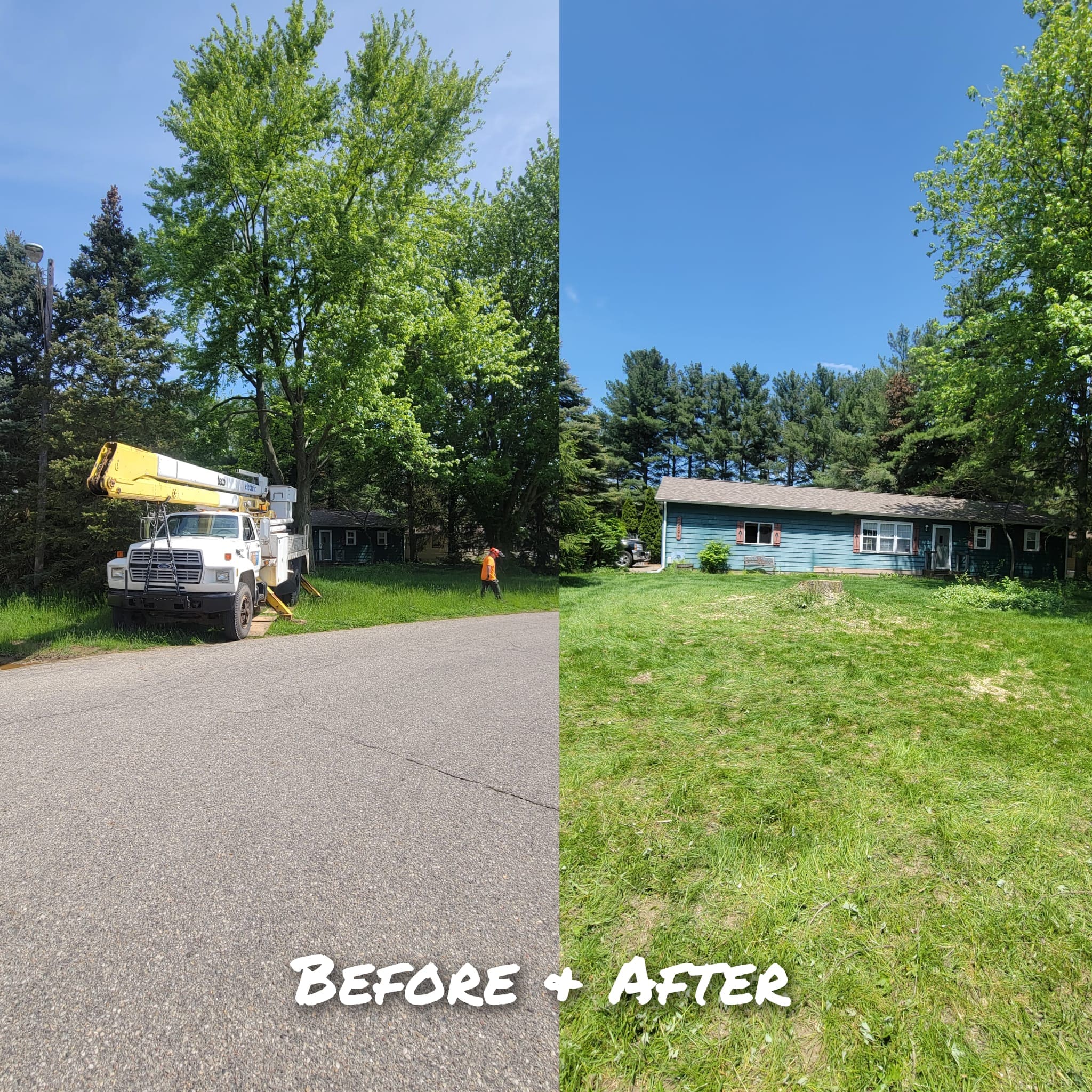 Big Silver Maple Tree Removal