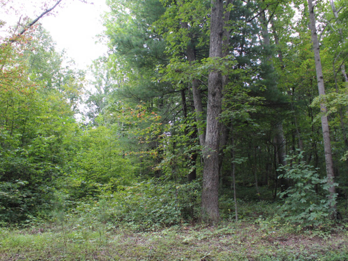 From Raw Land to a Home — Beginning the Journey JDW Construction, LLC