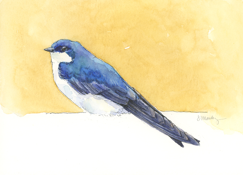 Tree Swallow Drawing By Judy Garrett