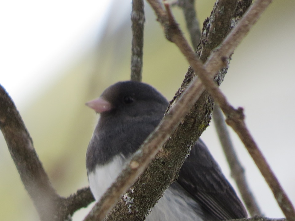 Et soudain apparaît dans le lilas le Junco ardoisé Les Quatre Saisons