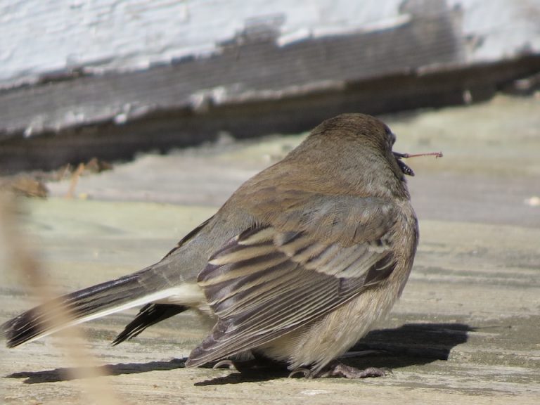 Le Junco ardoisé mange des sauterelles sur la galerie Les Quatre Saisons
