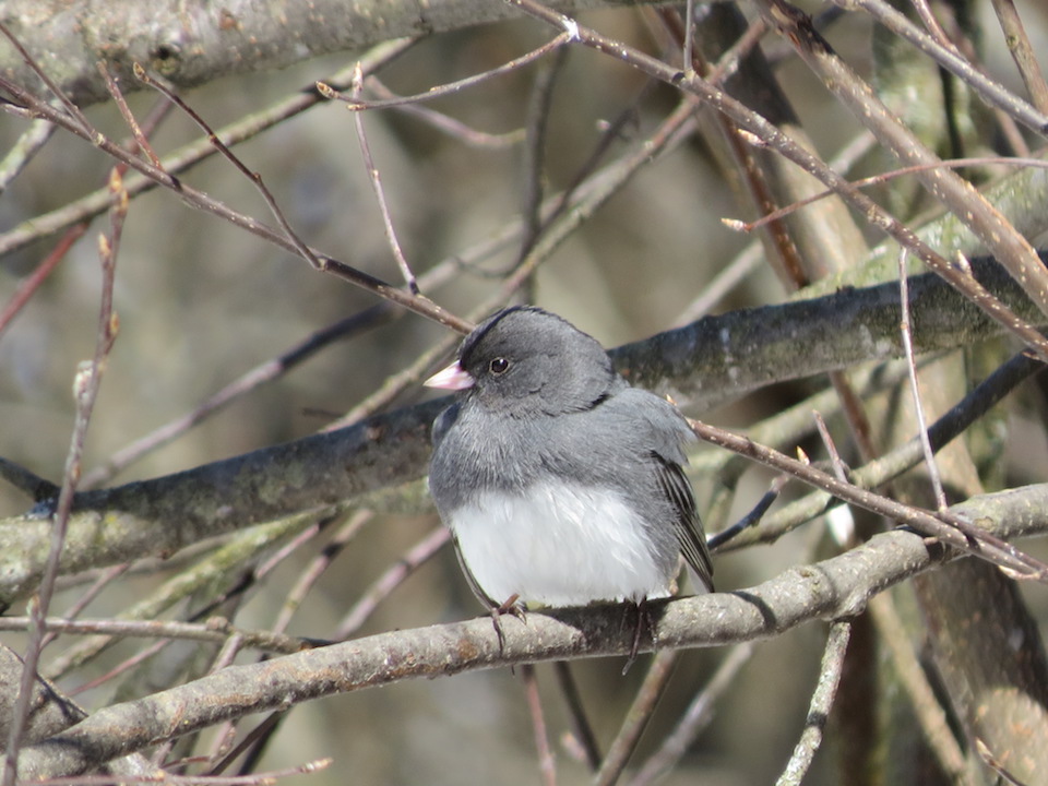 Le Junco ardoisé n’a jamais été aussi beau Les Quatre Saisons