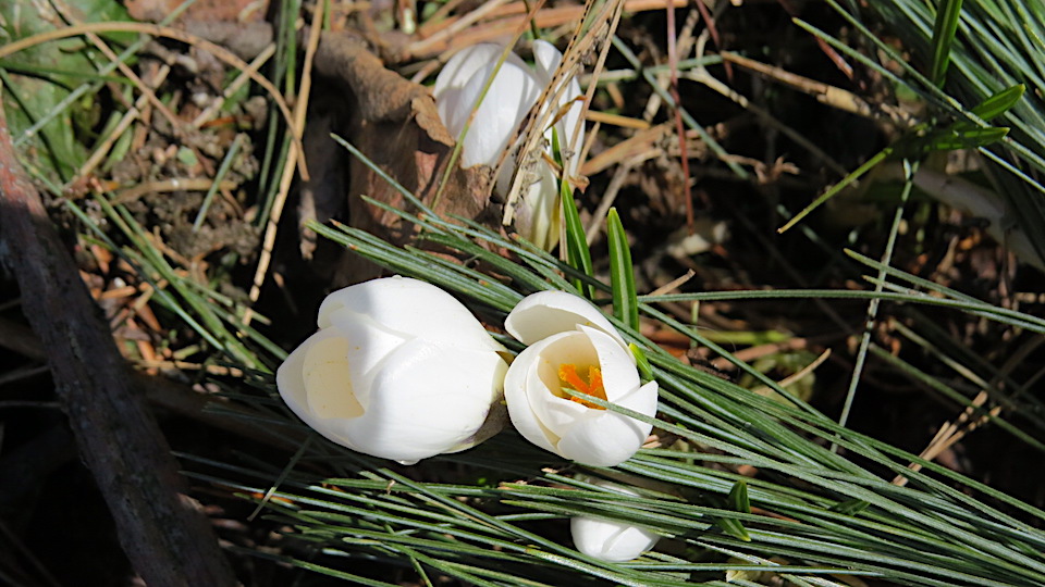 Premières fleurs de l’année à la campagne Les Quatre Saisons