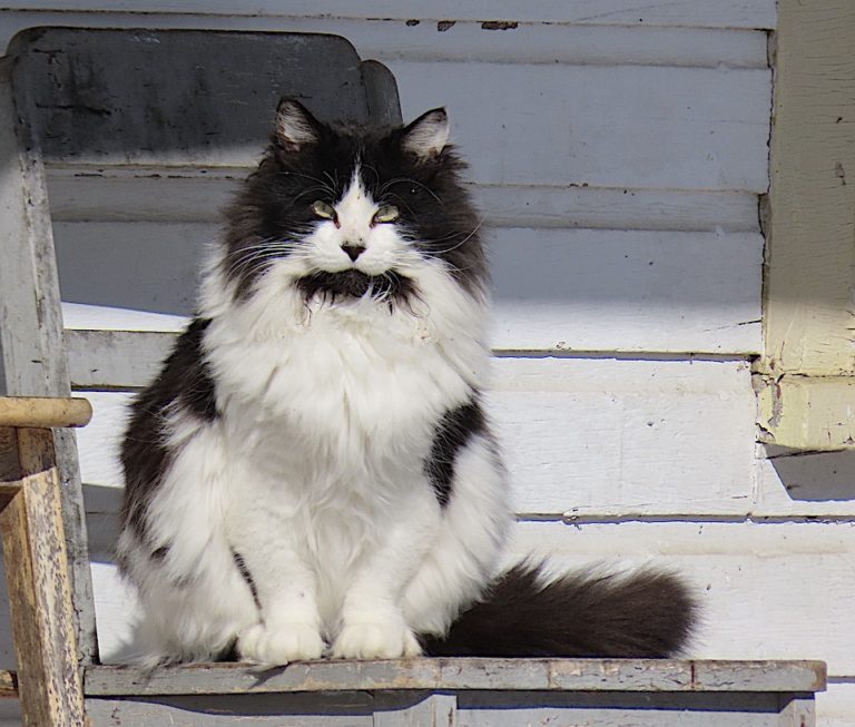 Qu'on cesse d'euthanasier des animaux domestiques, comme le chat Les