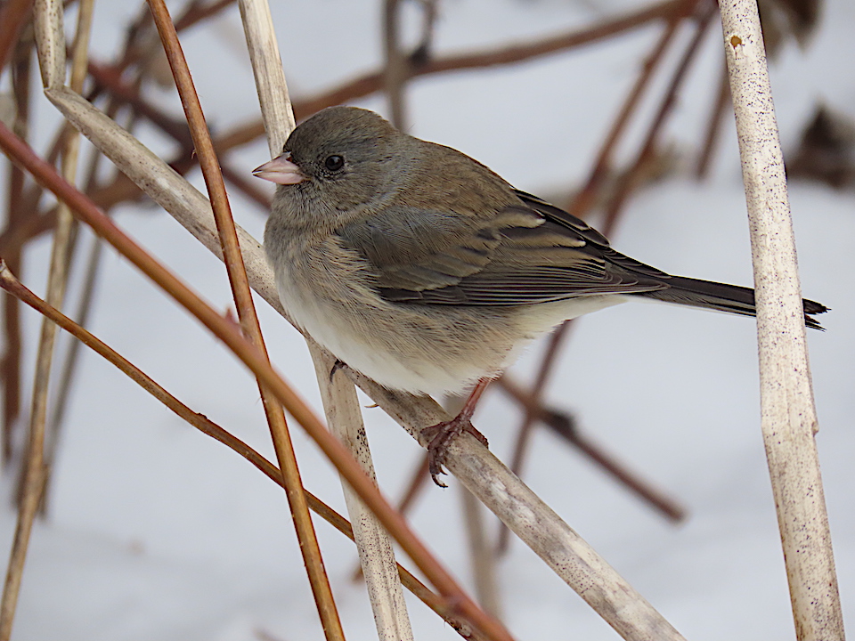 Un Junco, plutôt brun qu’ardoisé Les Quatre Saisons