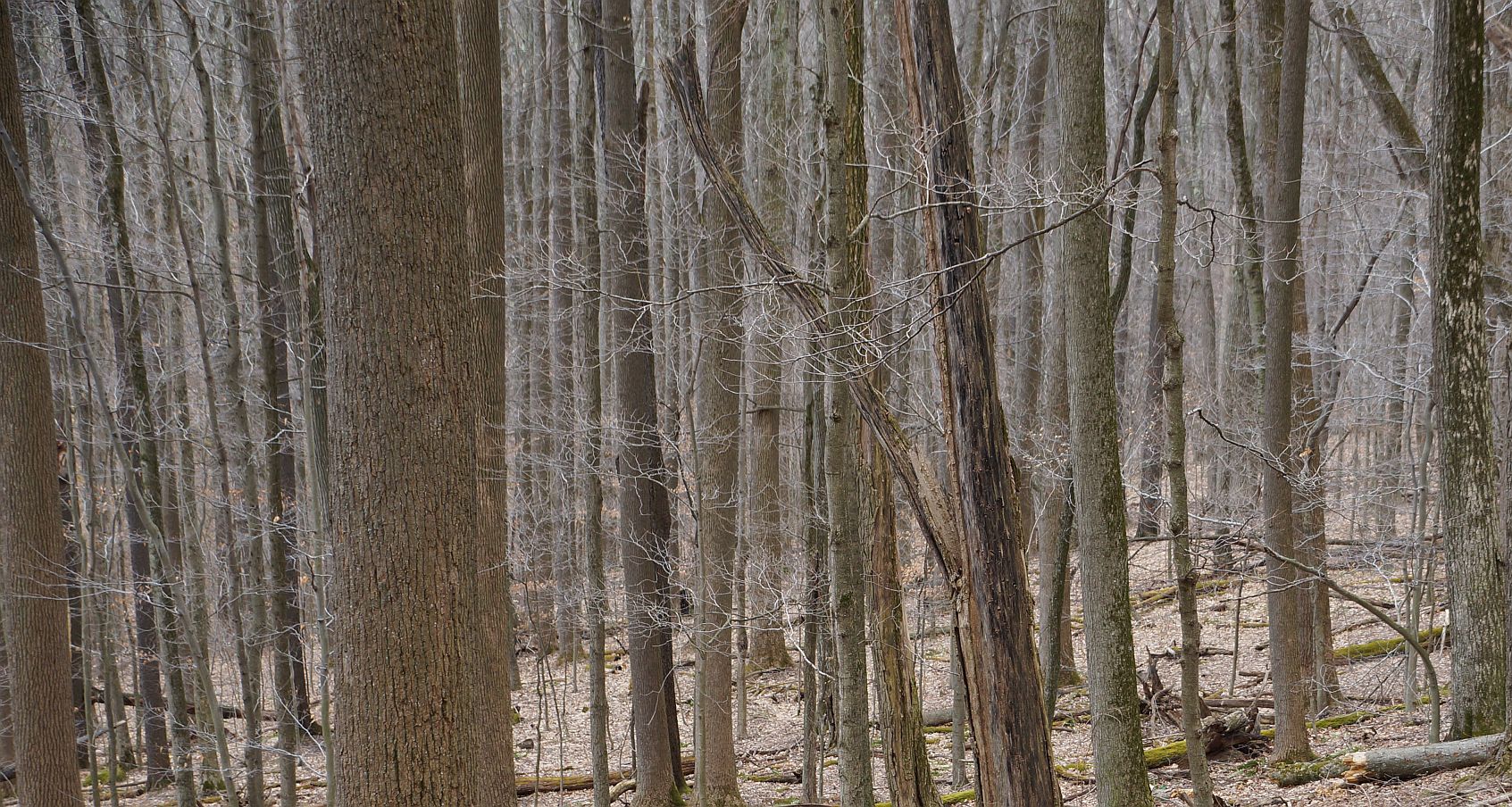 WV Timber Series2017 Jean Snedegar