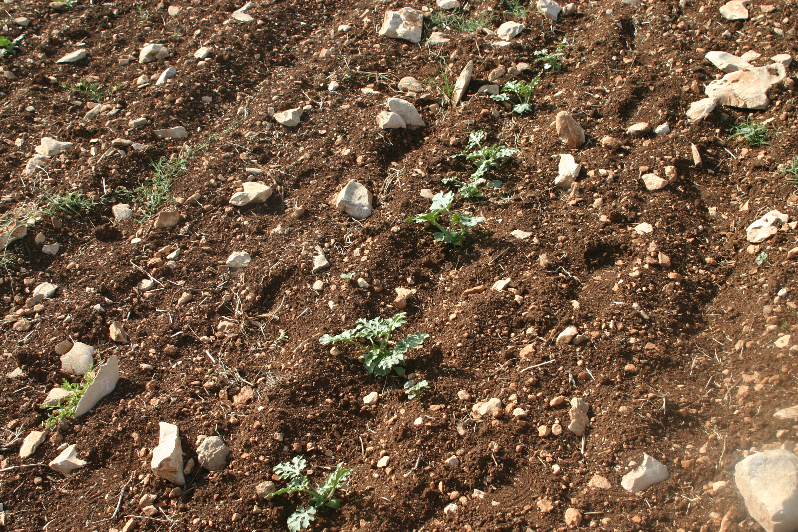 How, He Doesn’t Know Wandering in the Wilderness