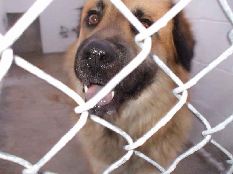 Jefferson County Animal Control petfinder