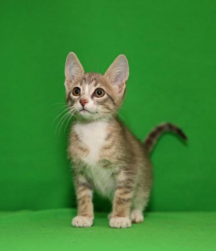 Jefferson County Animal Control Adoption Search Results