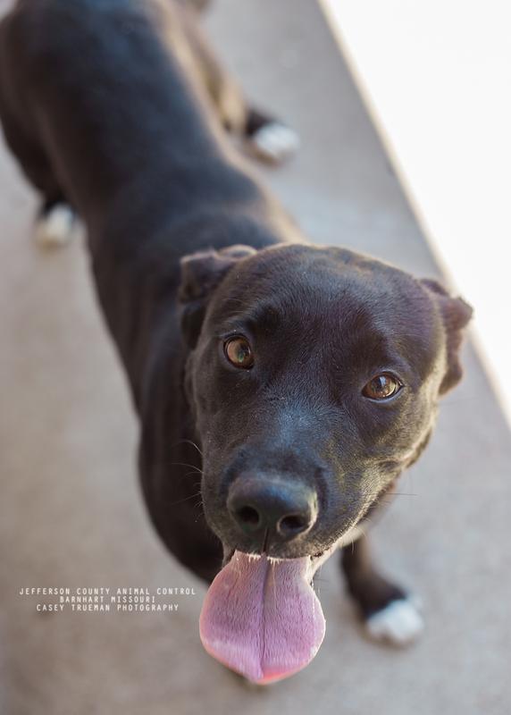 Jefferson County Animal Control petfinder