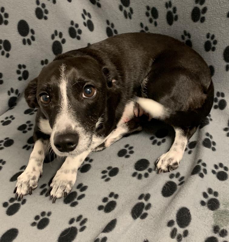 Jefferson County Animal Control Adoption Search Results