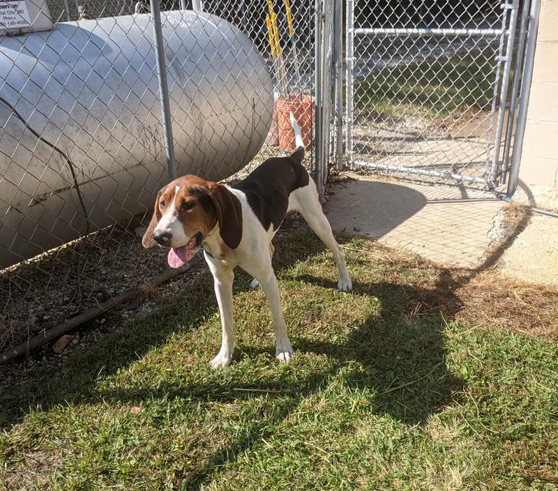 Jefferson County Animal Control Jefferson County