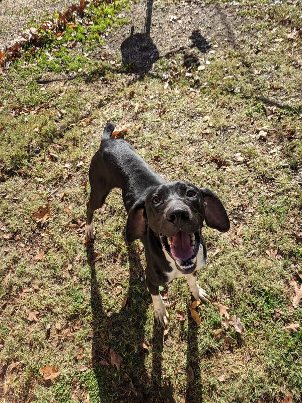 Care Animal Shelter Jefferson City Tennessee / Jefferson