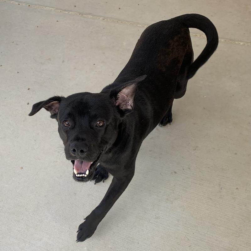 Jefferson County Animal Control Adoption Search Results