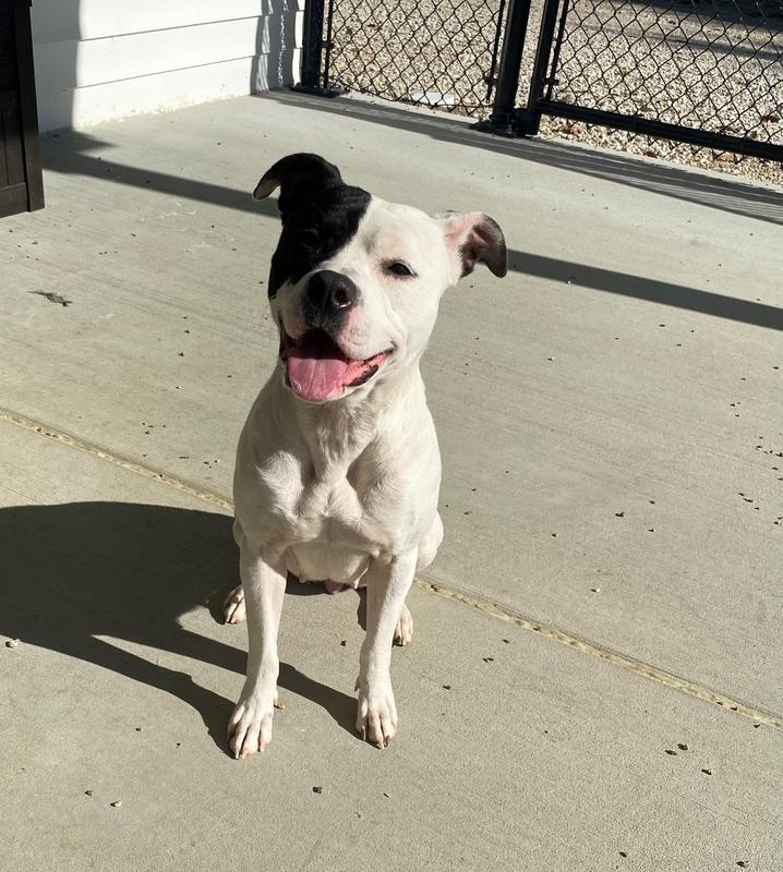 Jefferson County Animal Control Adoption Search Results