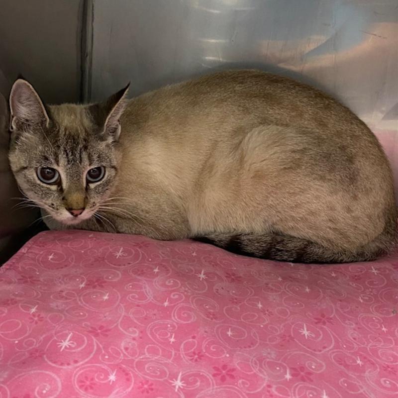 Jefferson County Animal Control Stray or Lost Animal Search Results