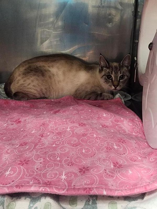 Jefferson County Animal Control Stray or Lost Animal Search Results