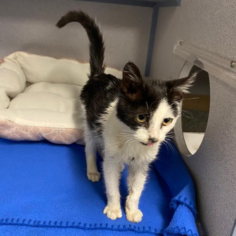 Jefferson County Animal Control Stray or Lost Animal Search Results