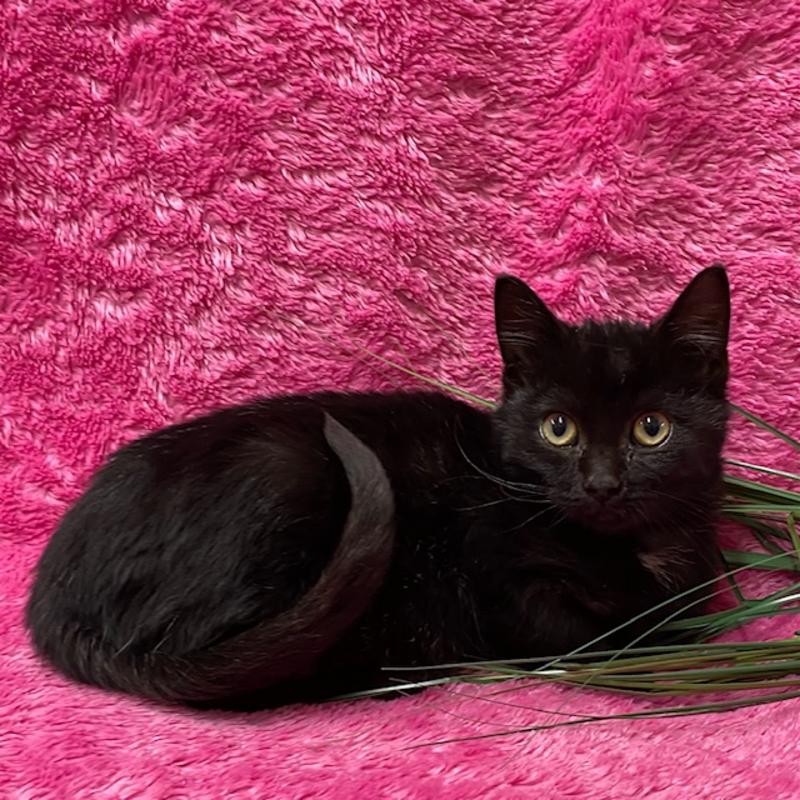 Jefferson County Animal Control Stray or Lost Animal Search Results
