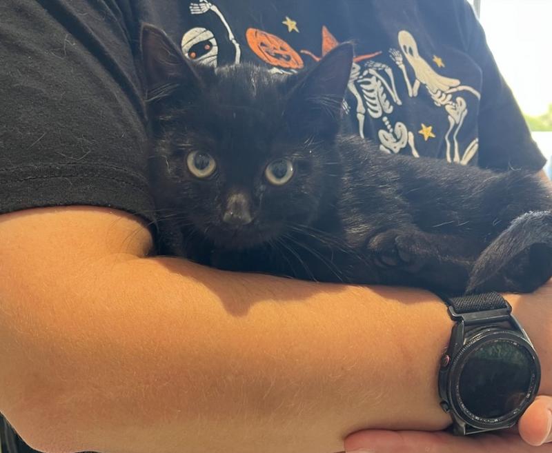 Jefferson County Animal Control Stray or Lost Animal Search Results