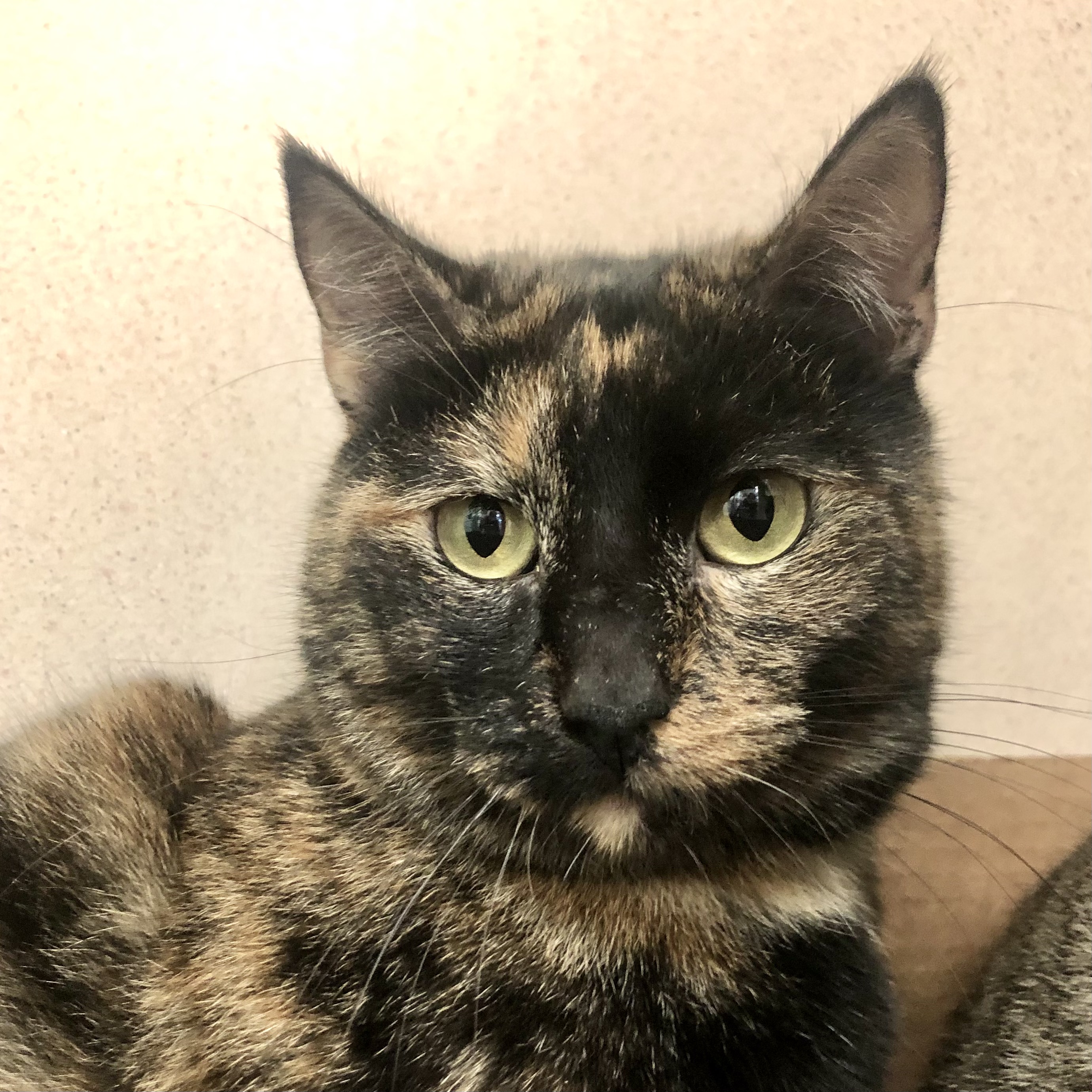 Jefferson Park Veterinary Clinic