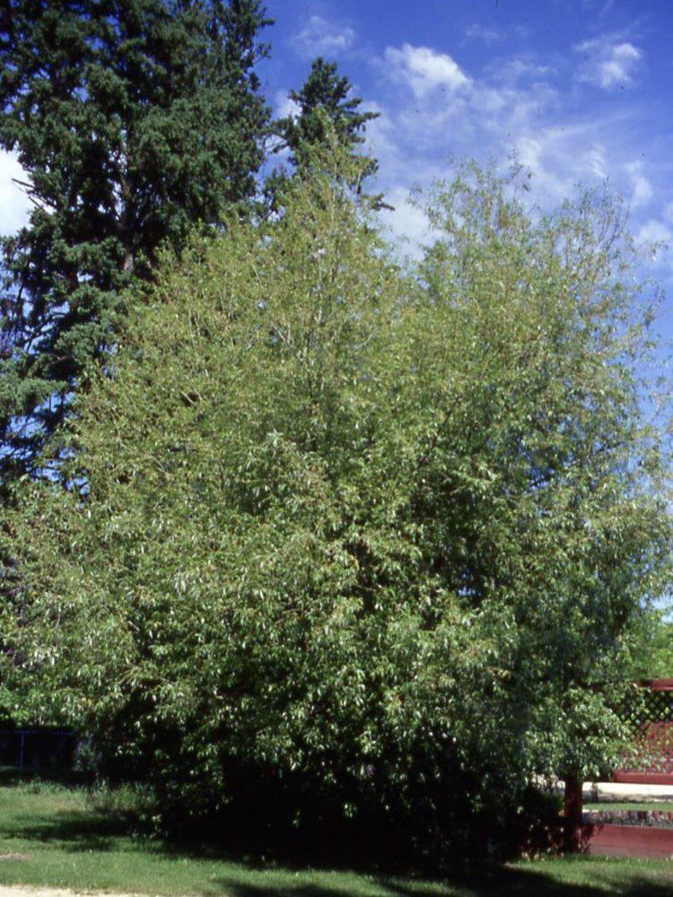 Acute Leaf Willow Jeffries Nurseries