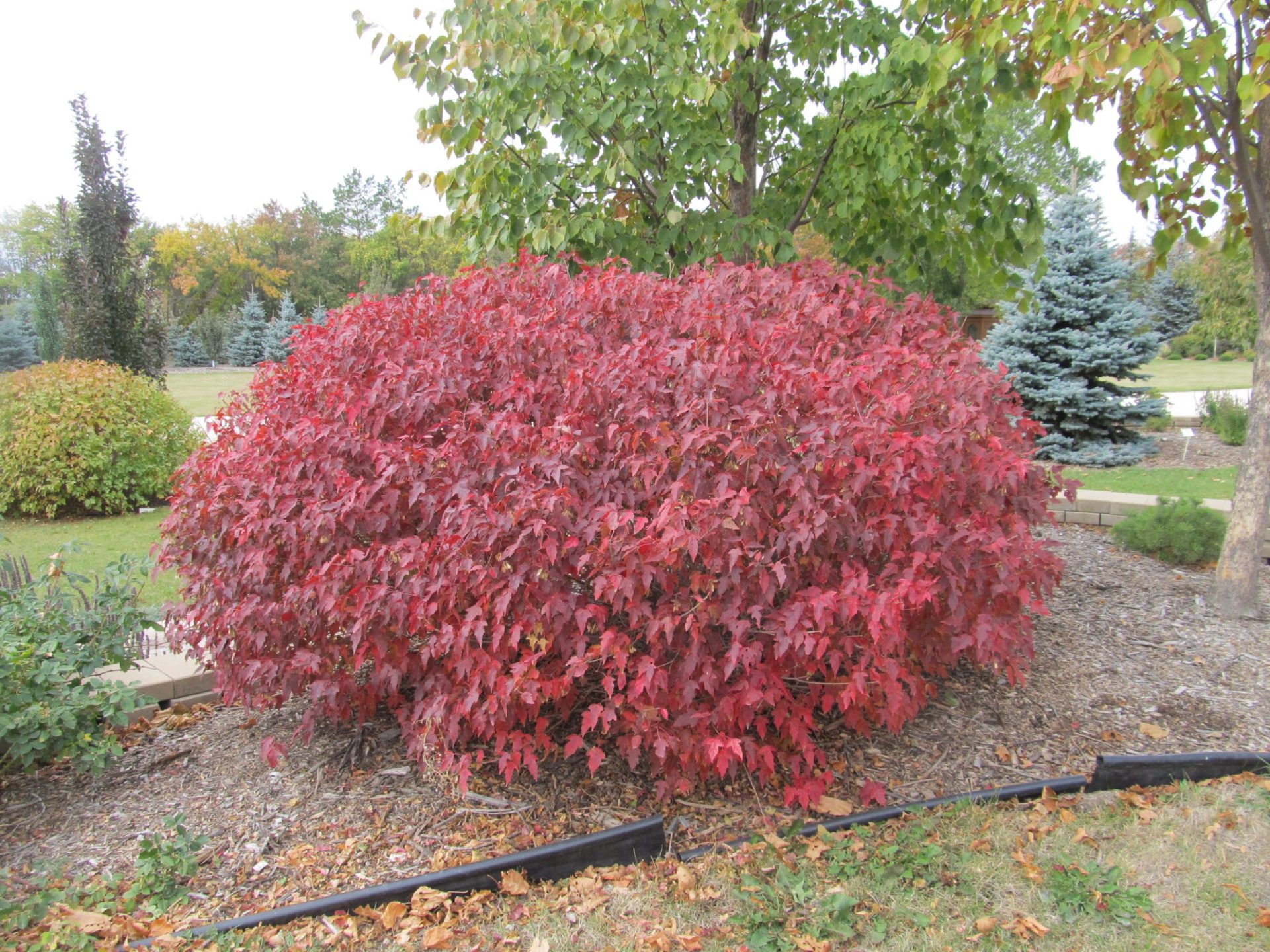 Atomic® Amur Maple Jeffries Nurseries