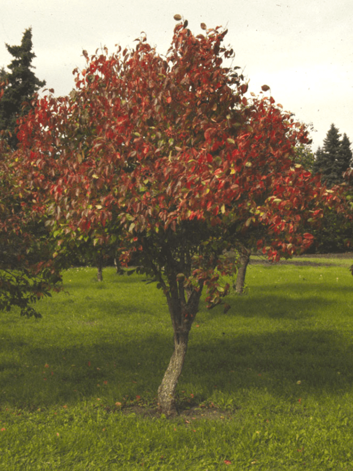 Nannyberry Viburnum Treeform Jeffries Nurseries