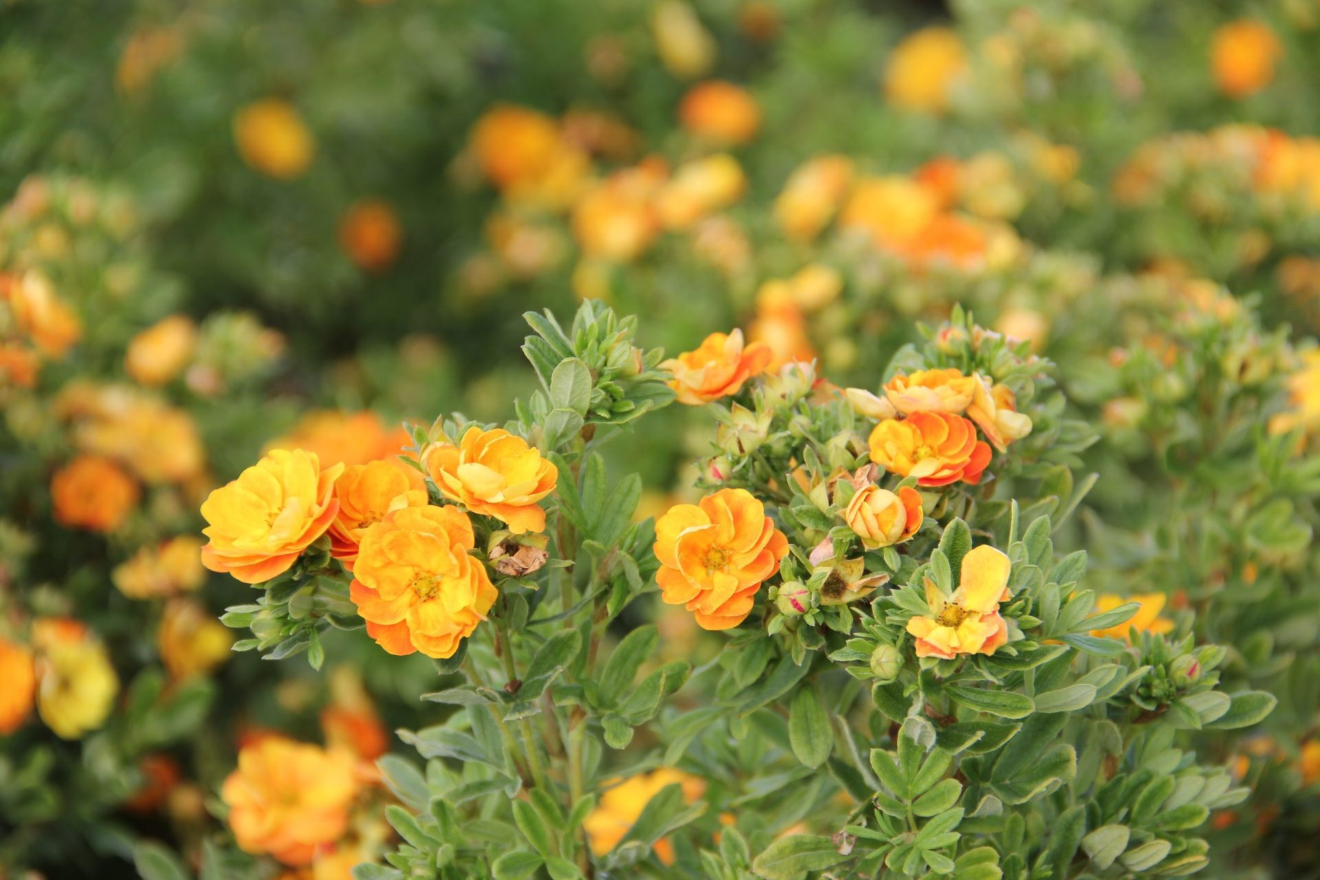 FE Marmalade® Potentilla Jeffries Nurseries