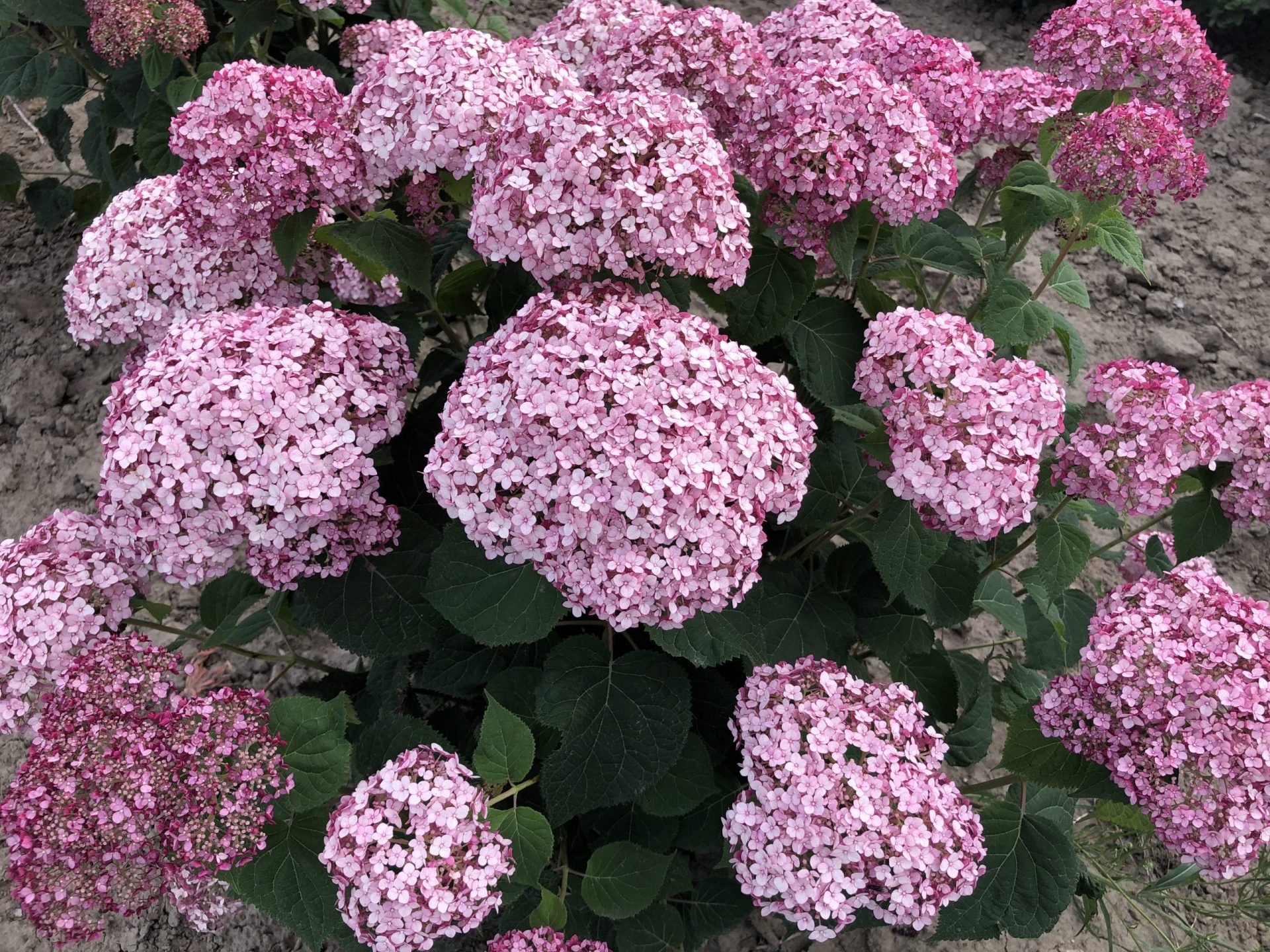 Incrediball® Blush Hydrangea Jeffries Nurseries