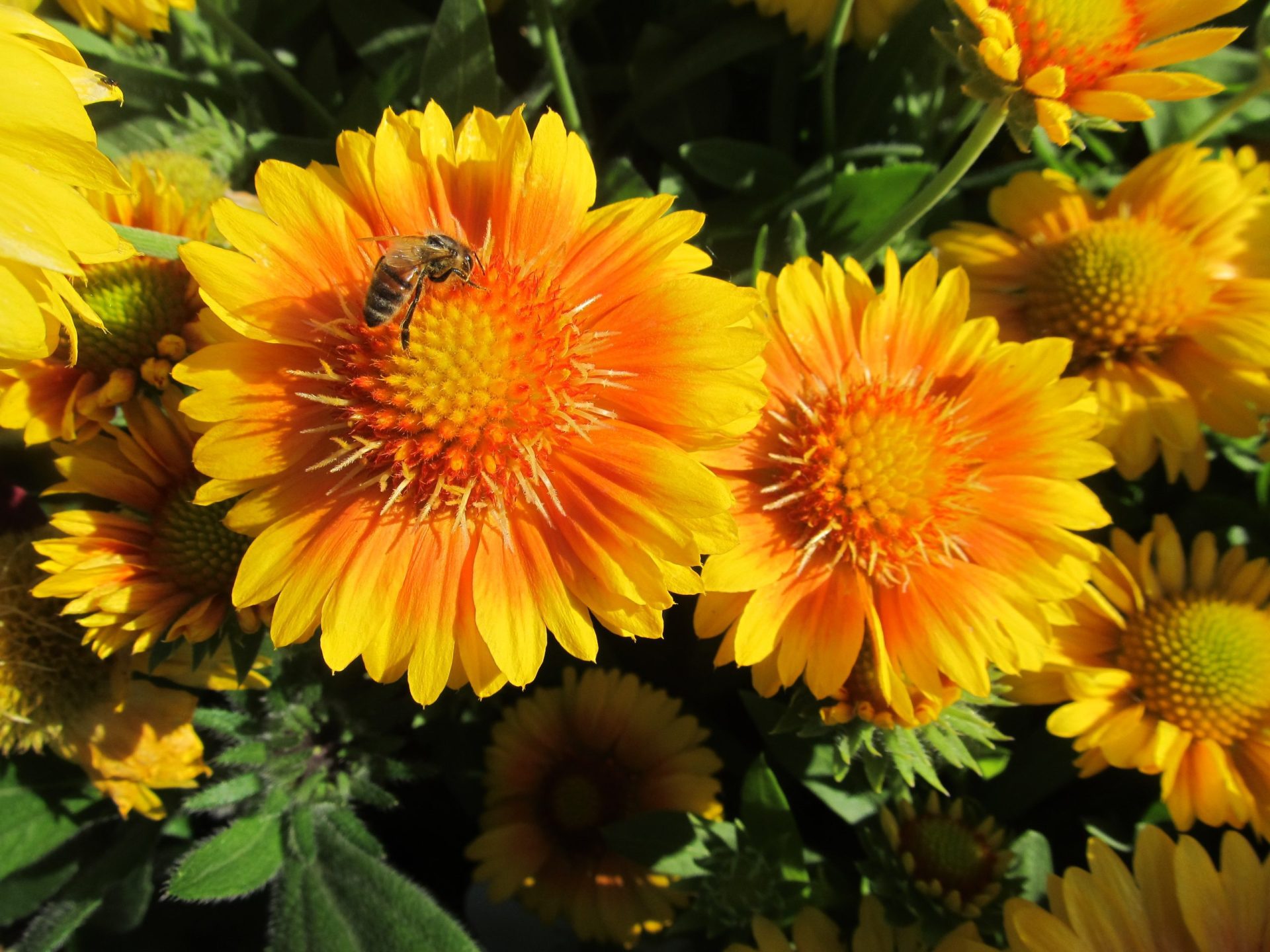 Arizona Apricot Blanket Flower Jeffries Nurseries